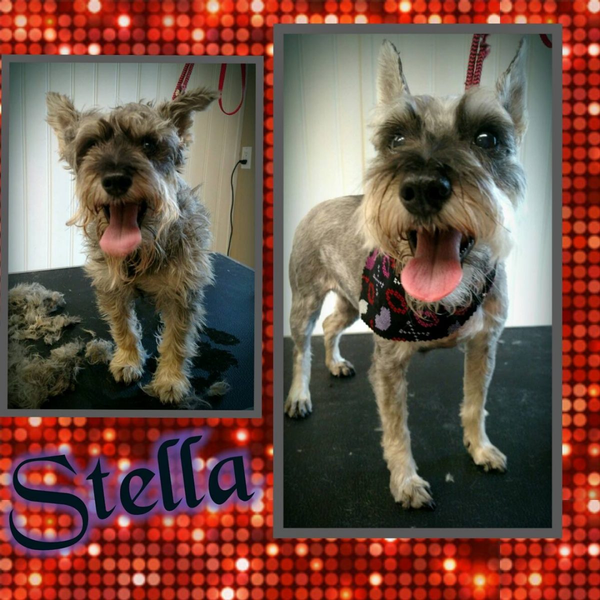 Grooming Charlotte Kennels