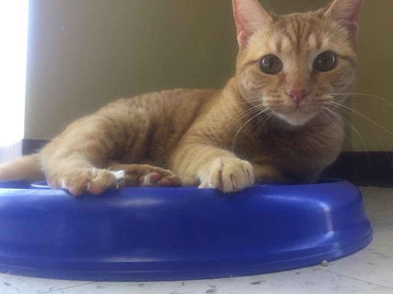 Home Charlotte Kennels