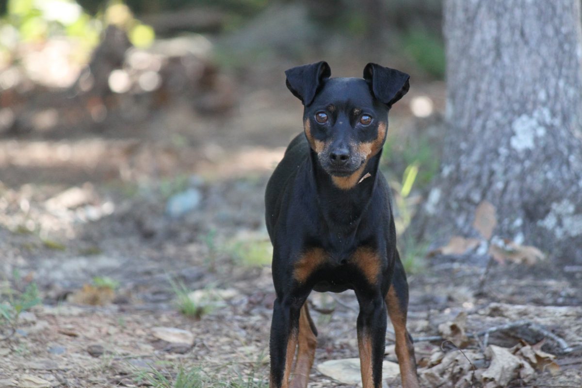 Home Charlotte Kennels