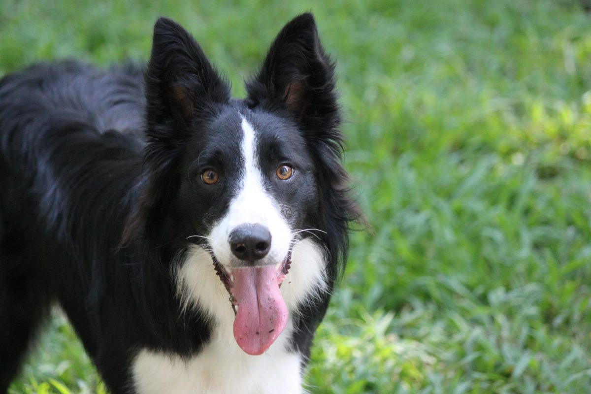 Home Charlotte Kennels