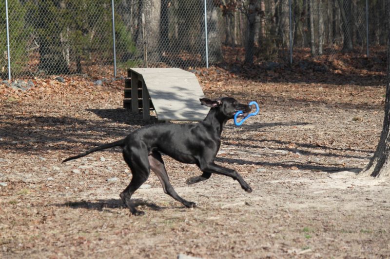 Doggie Daycare Charlotte Kennels