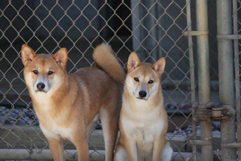 Photo Gallery Charlotte Kennels