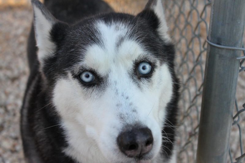 Photo Gallery Charlotte Kennels