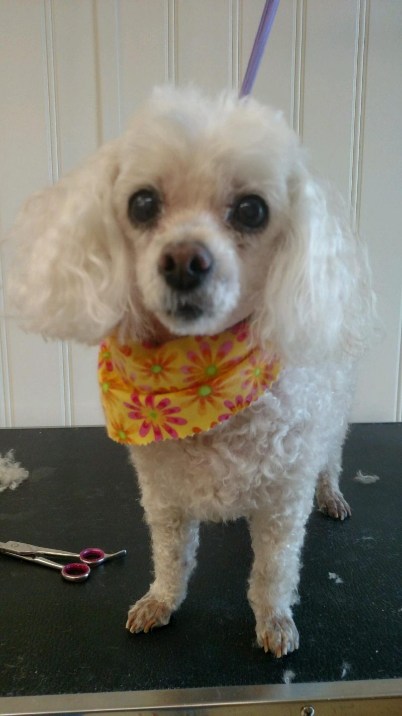 Photo Gallery Charlotte Kennels