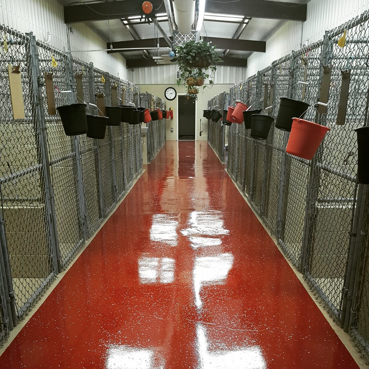 Photo Gallery Charlotte Kennels