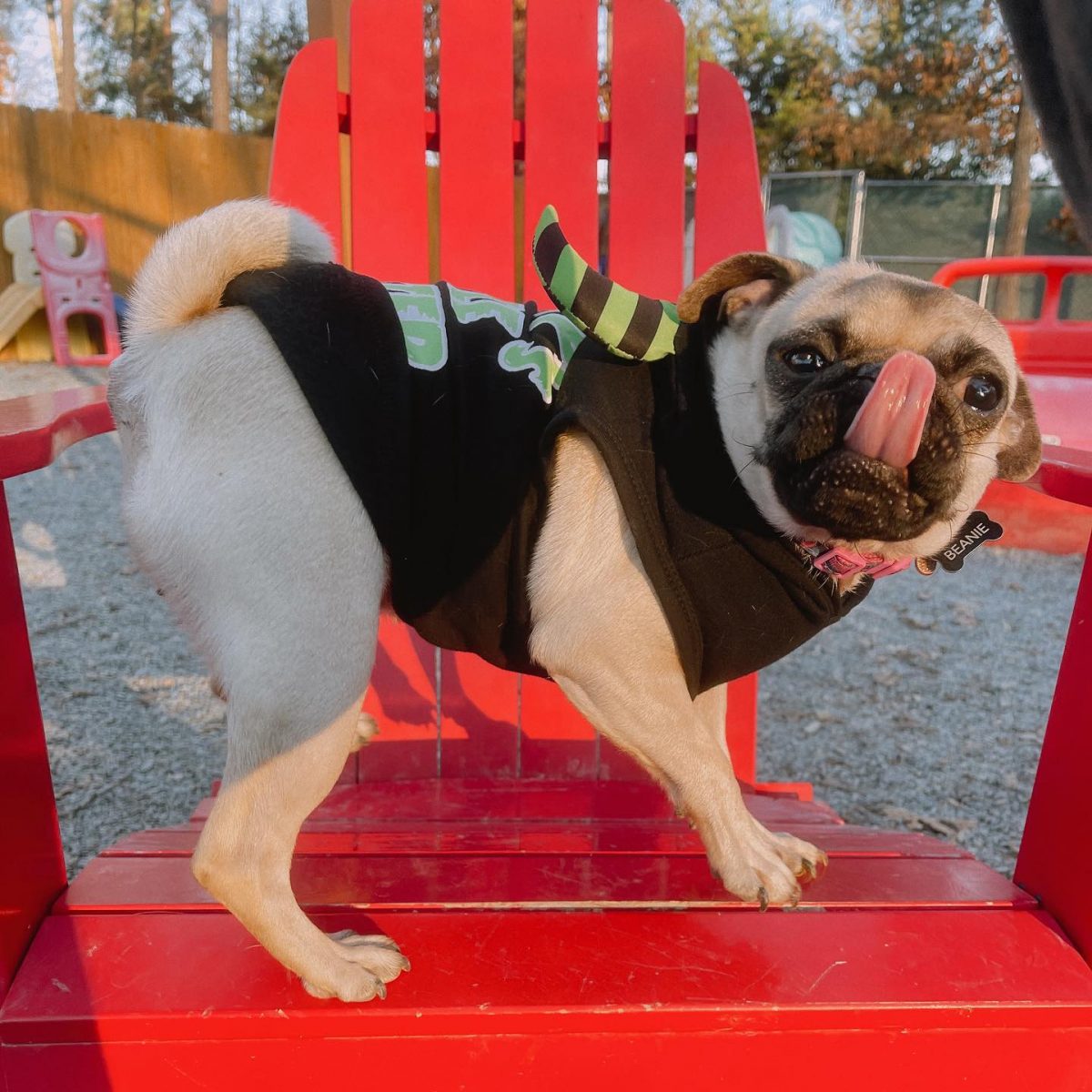 Canine Boarding Charlotte Kennels