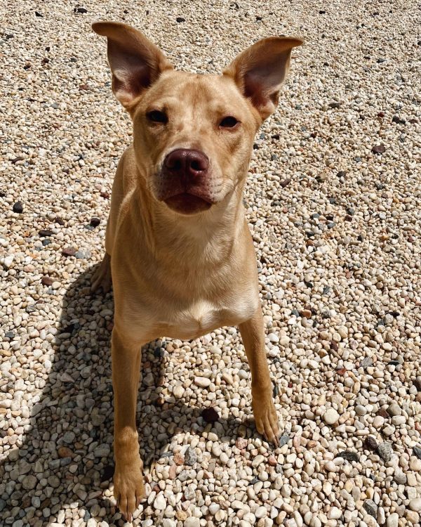 Canine Boarding Charlotte Kennels