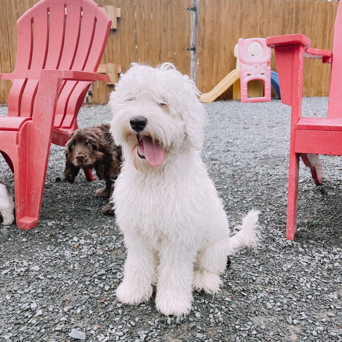 Canine Boarding Charlotte Kennels