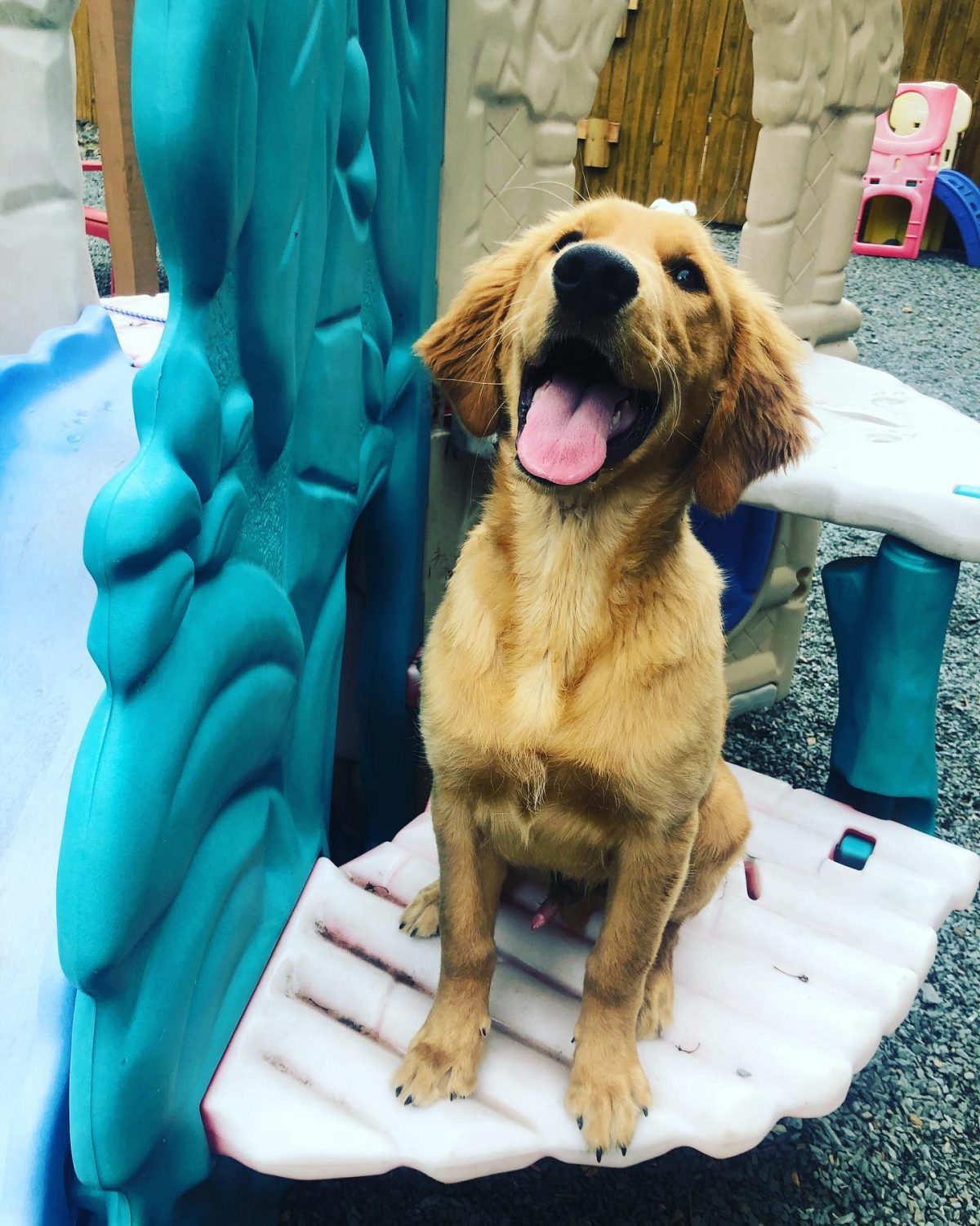 Canine Boarding Charlotte Kennels