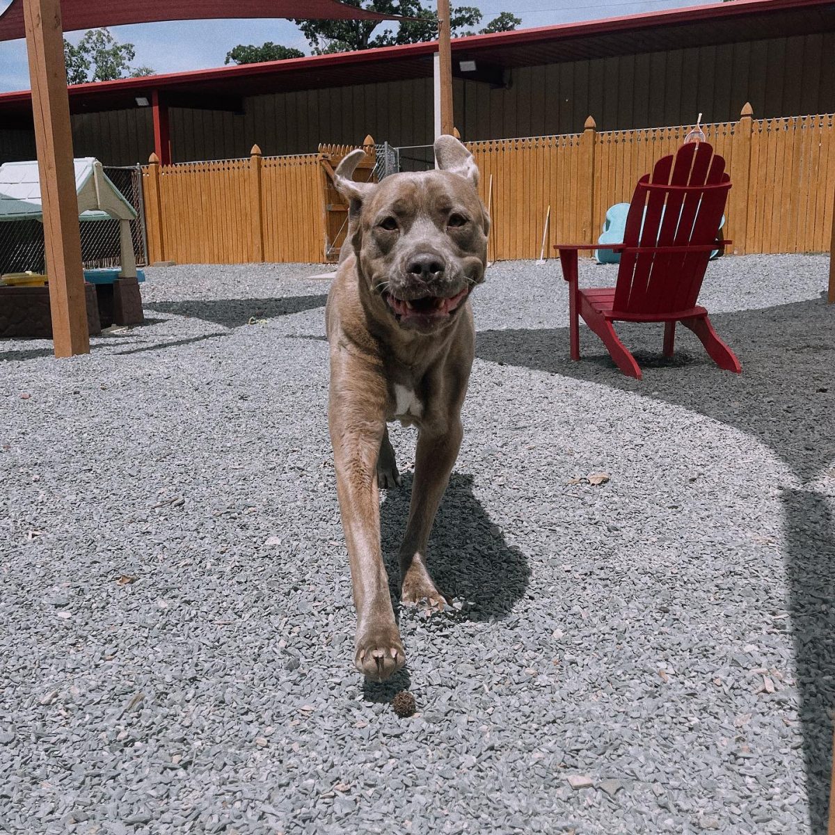 Canine Boarding Charlotte Kennels