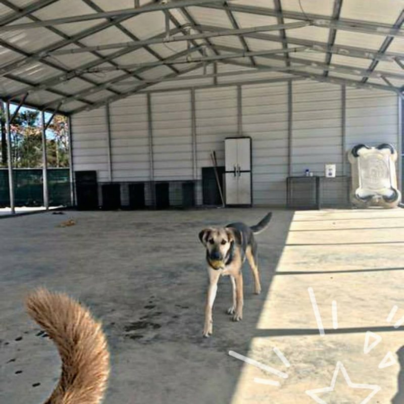 Canine Boarding Charlotte Kennels