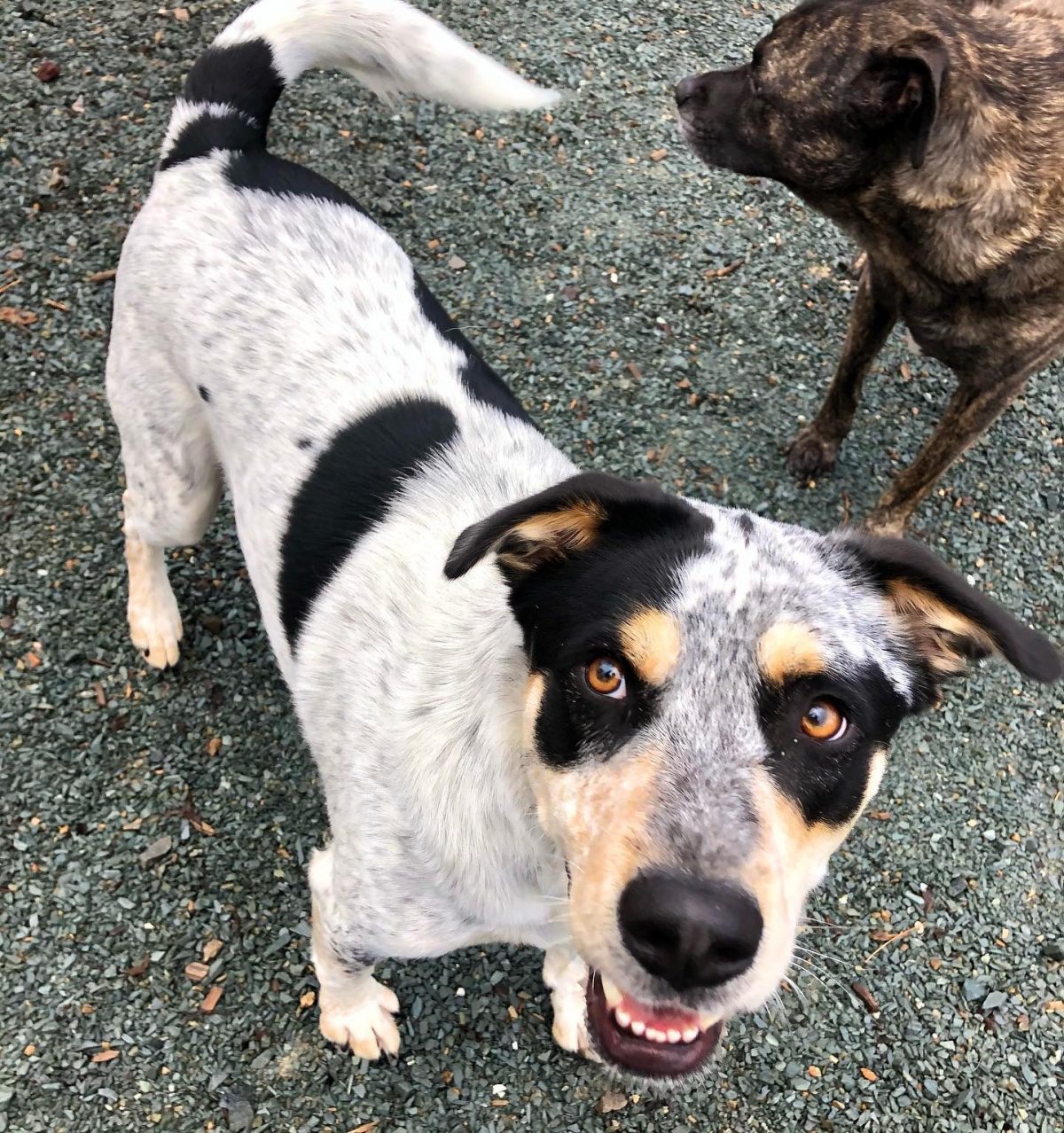 Canine Boarding Charlotte Kennels