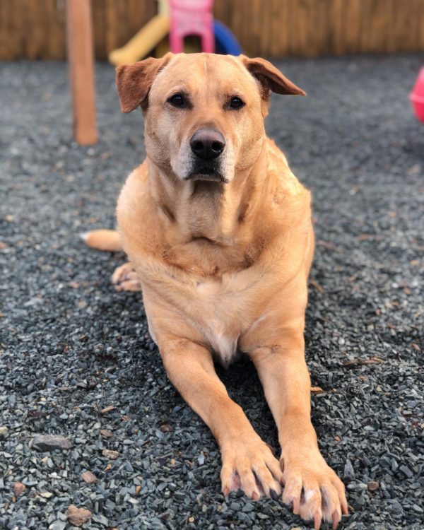Canine Boarding Charlotte Kennels