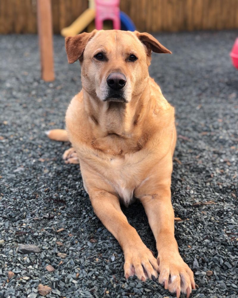 Canine Boarding Charlotte Kennels