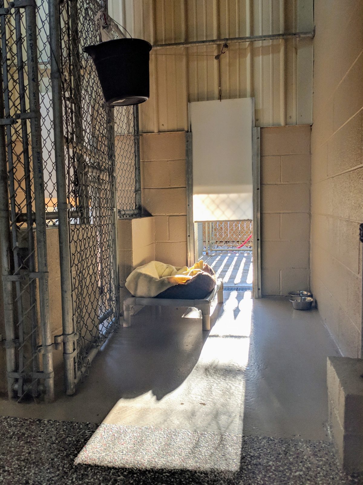 Canine Boarding Charlotte Kennels