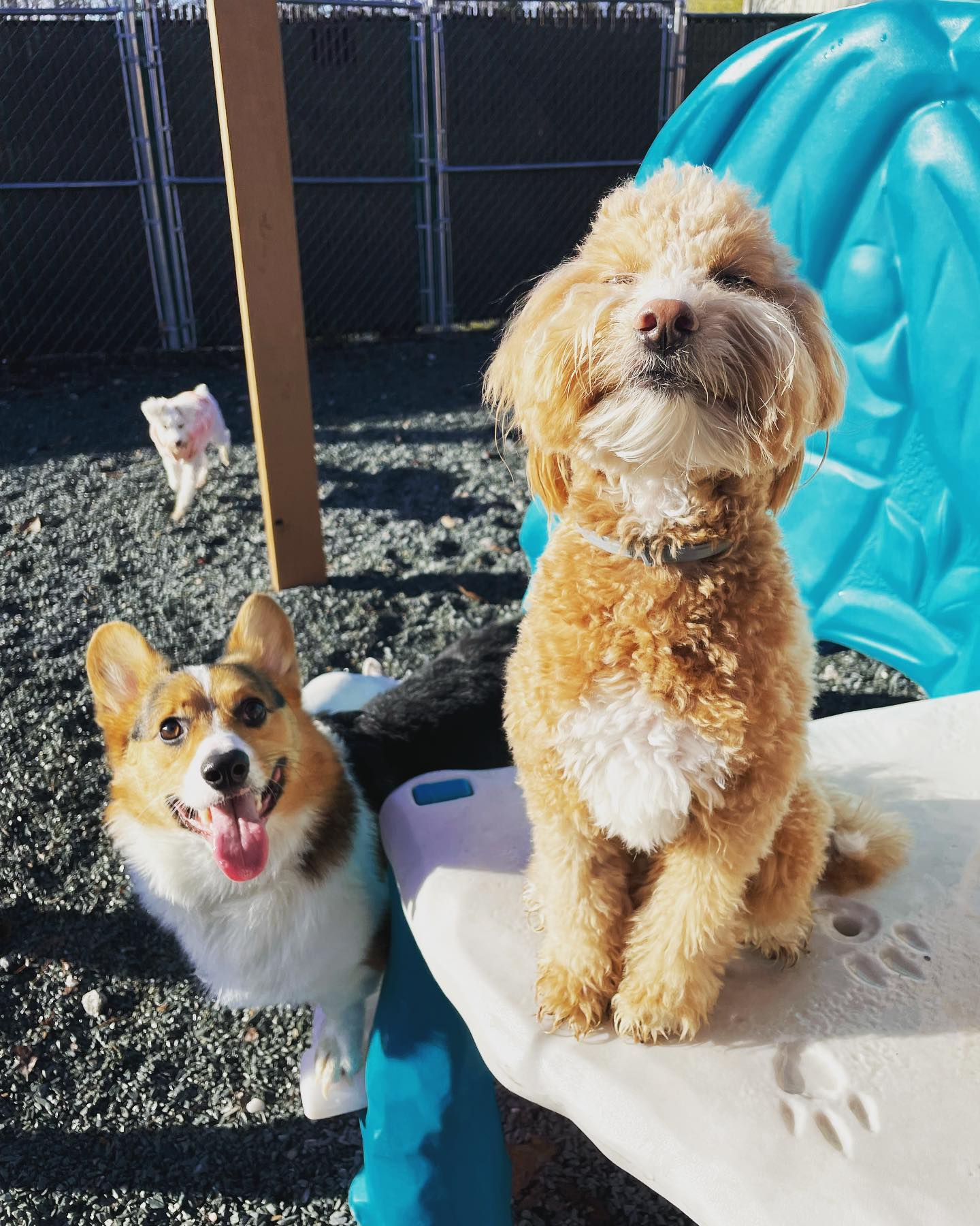 A mini goldendoode and a corgi in daycare looking at the camera