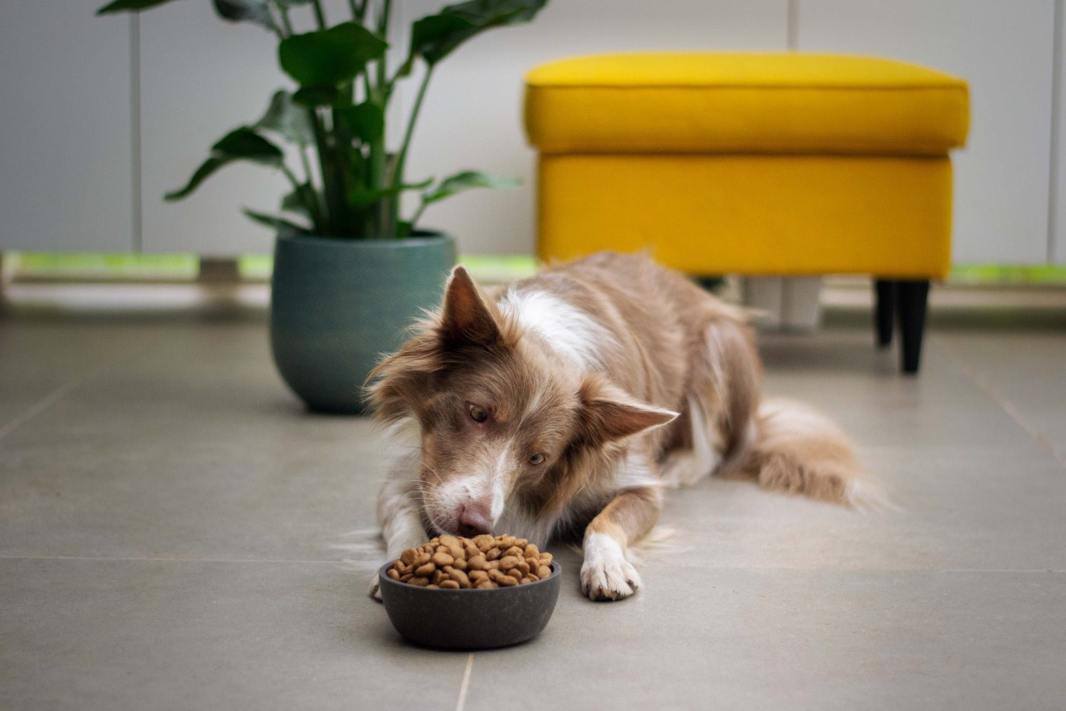 Border Collie lying in front of a bowl of pet food. Yellow ottoman and a green plant behind the dog.