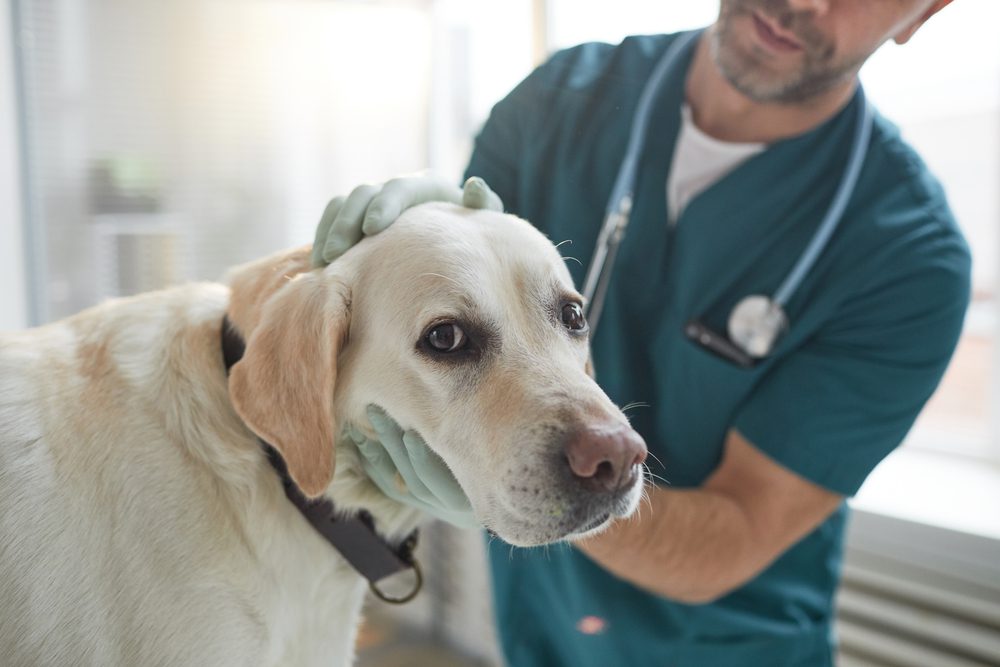 your dog's health in check