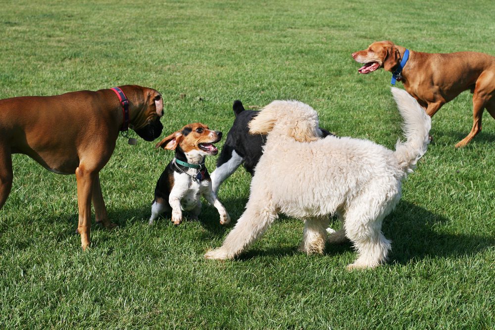 Ways to socialize your dog