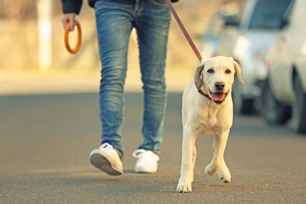 Leash Training: How to Teach Your Dog to Walk on a Leash