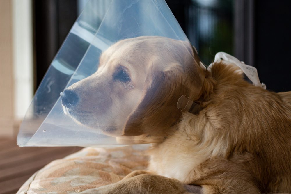 Importance of Spaying and Nuetering