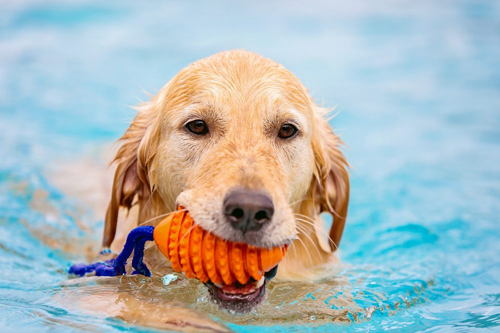 Swimming with Your Dog: Tips for Water Safety