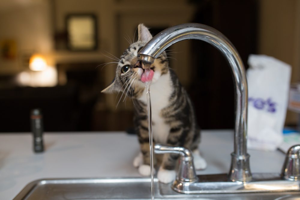 Encourage Your Cat to Drink More Water