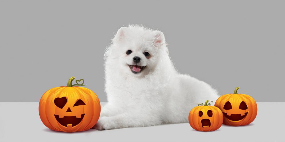 Safety Precautions for your Pet on Halloween