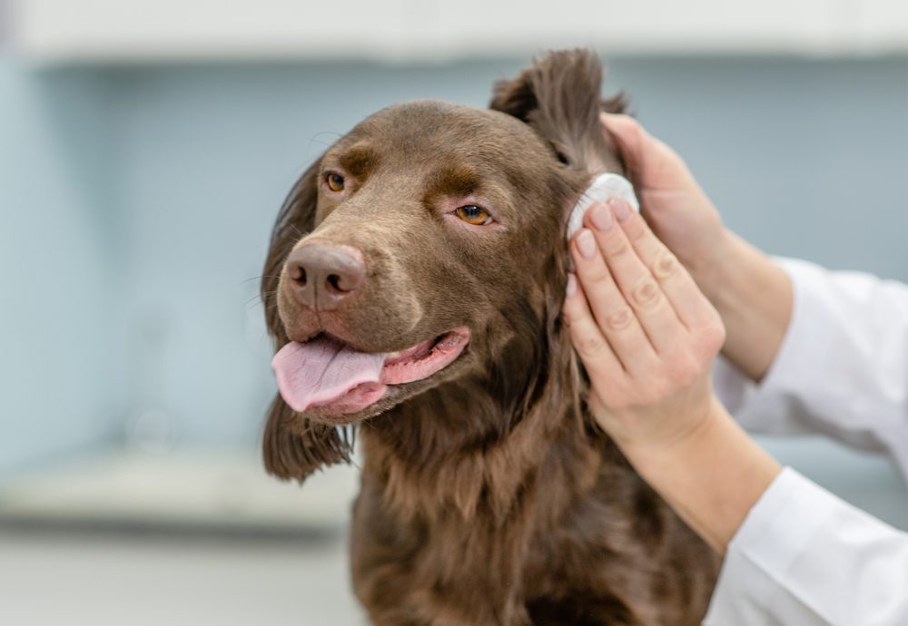 clean your dog's ears