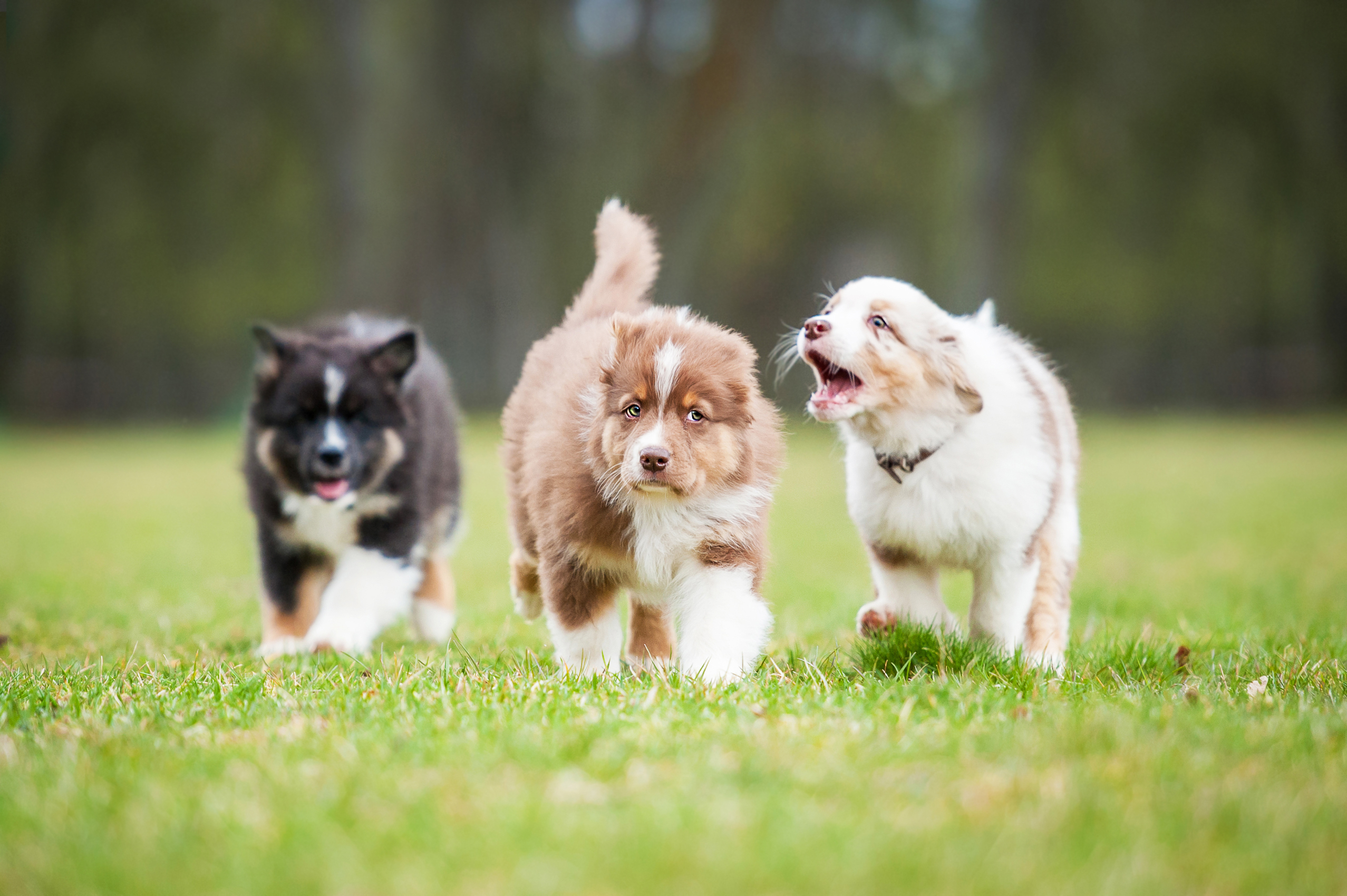 Acclimating and Socializing Puppies
