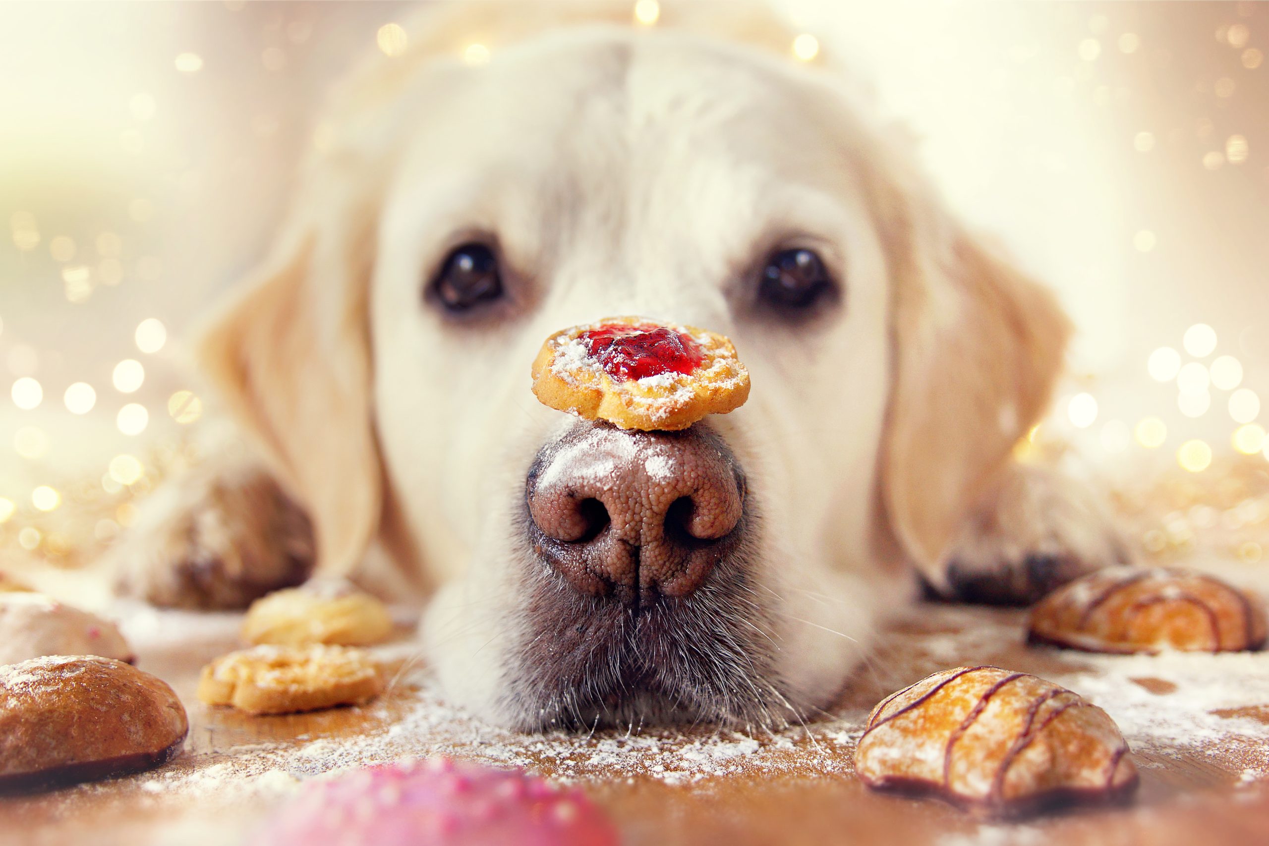 holiday dog treat recipes.