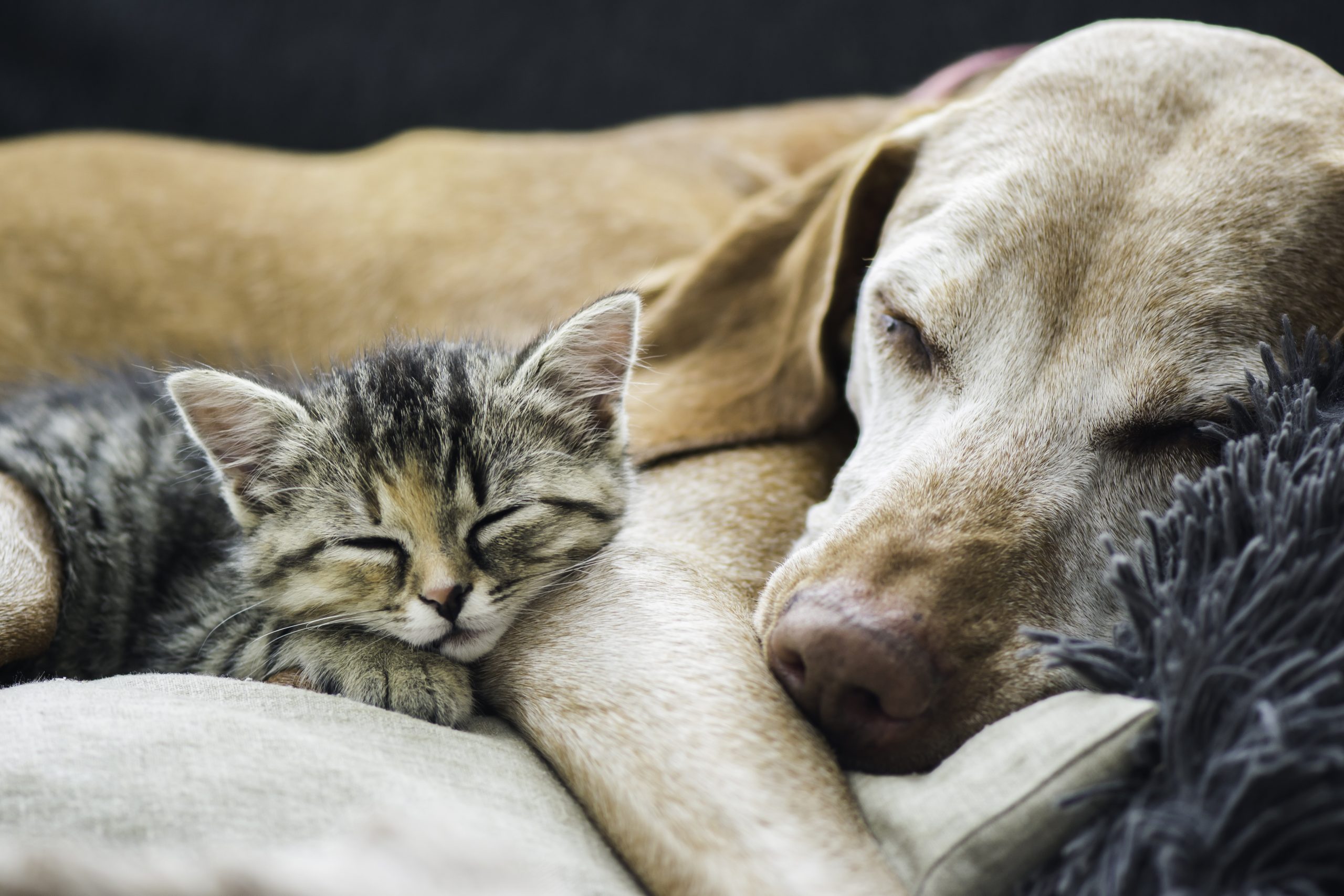 More Sleep for Dogs and Cats