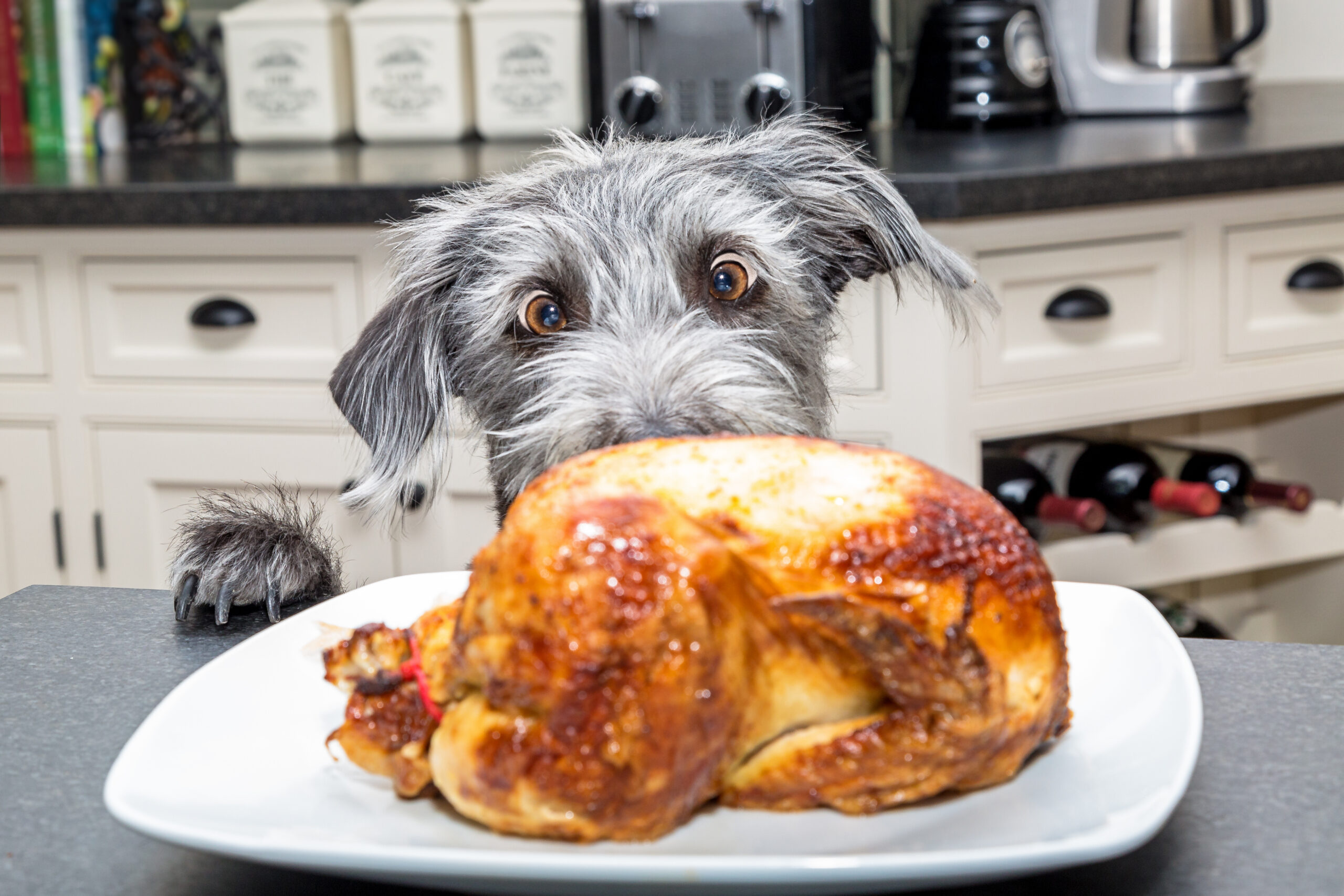Pet-Safe Thanksgiving