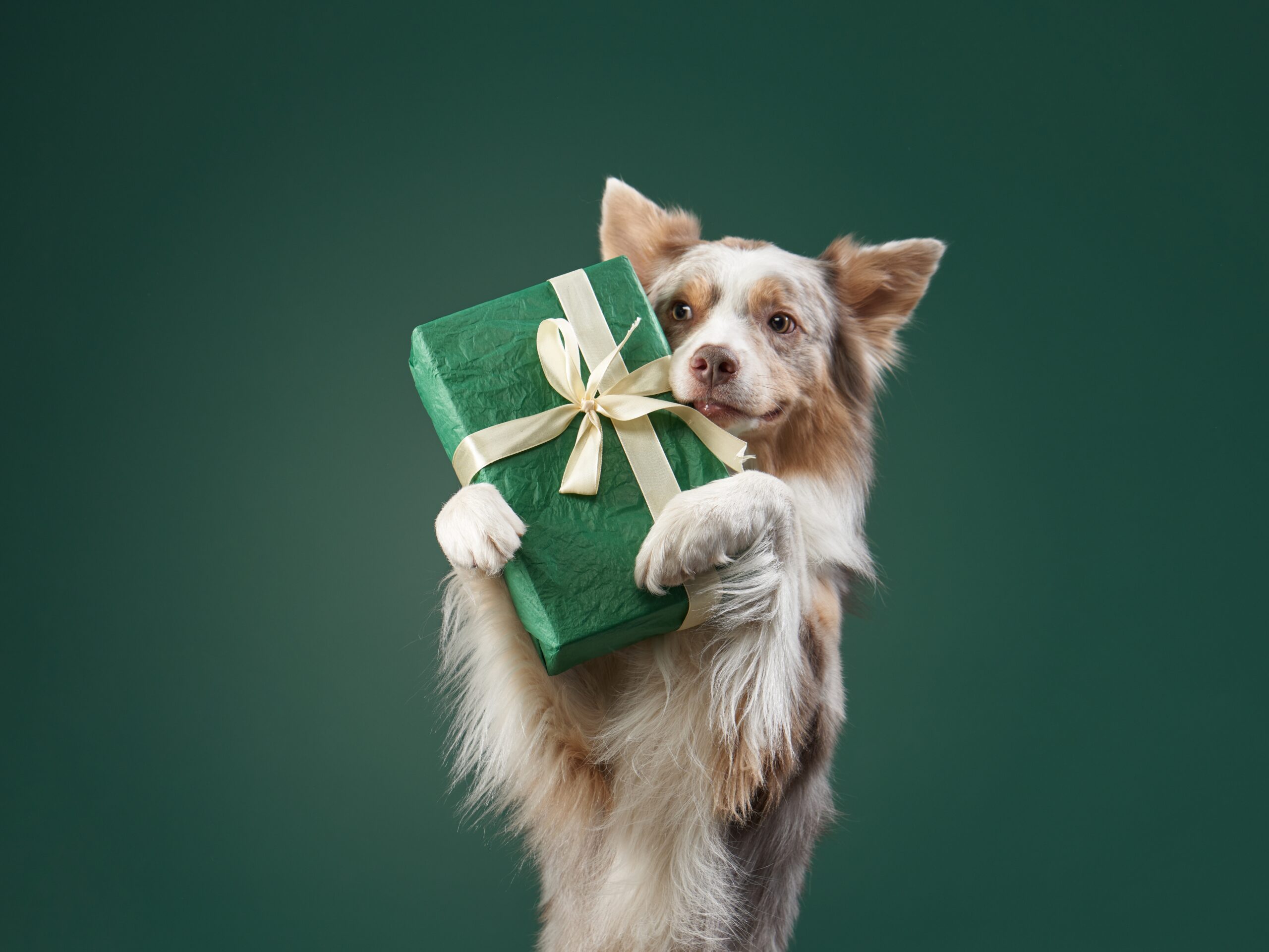 Pet Gift Guide