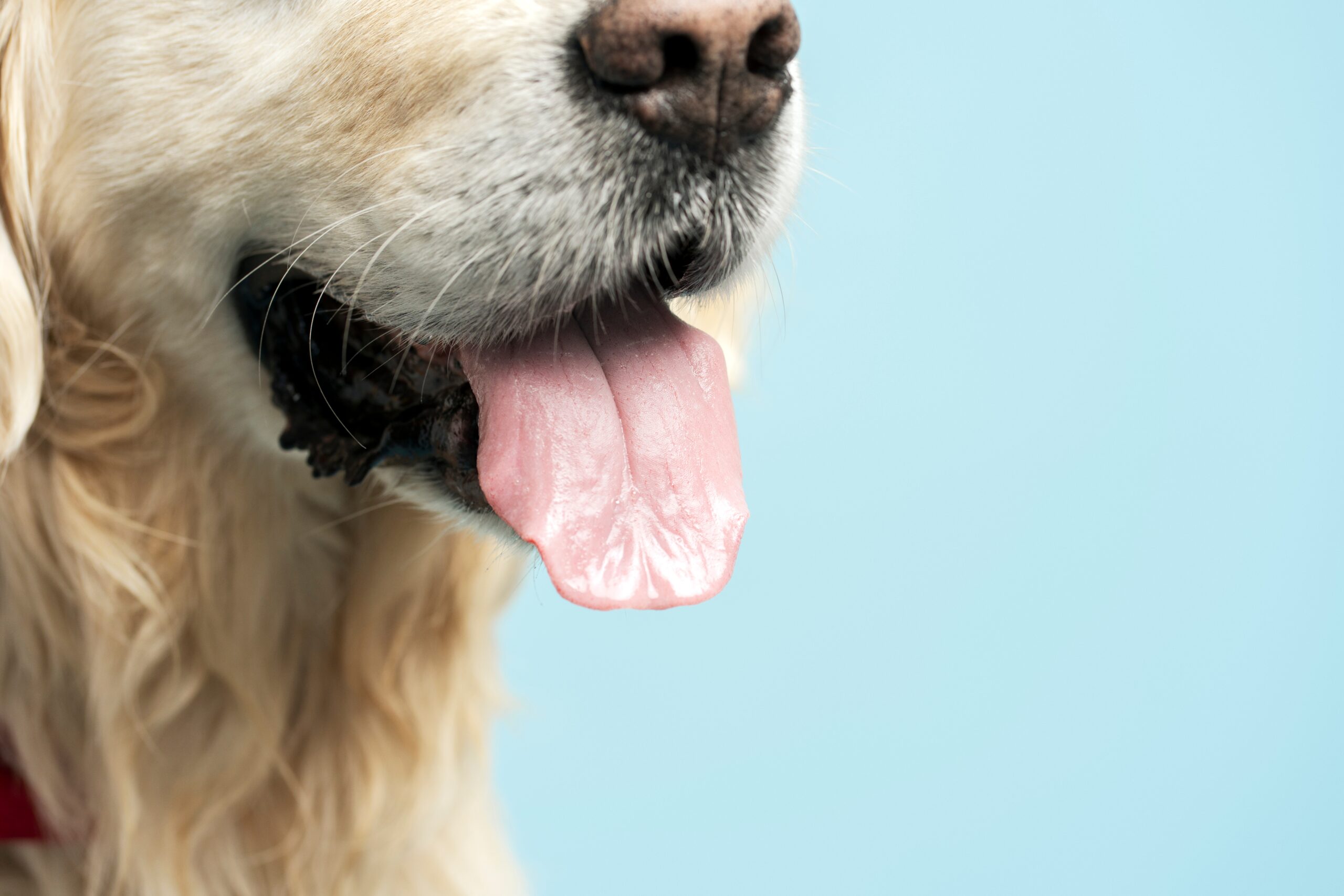 The Truth About Dog Breath