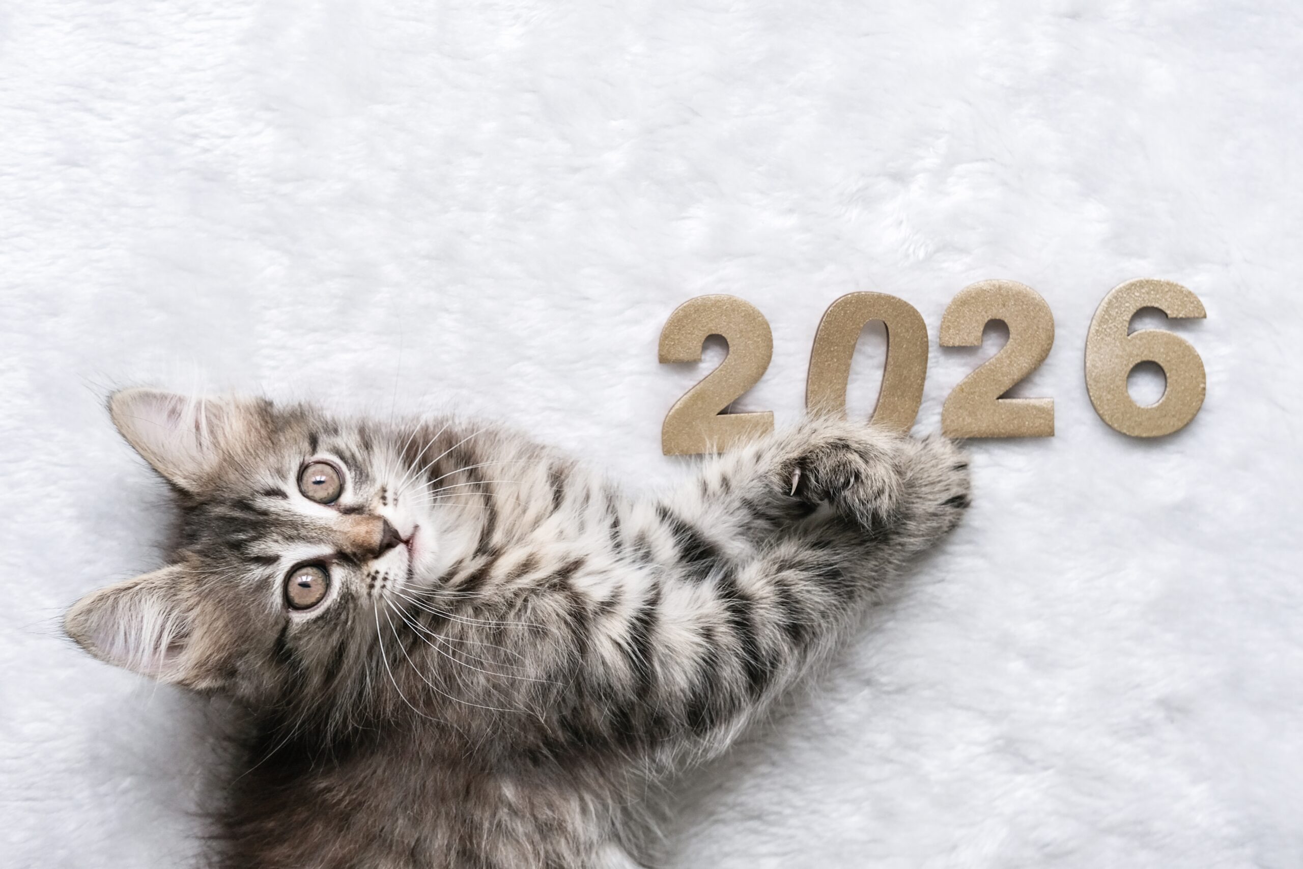 Feline-Focused New Years Resolutions