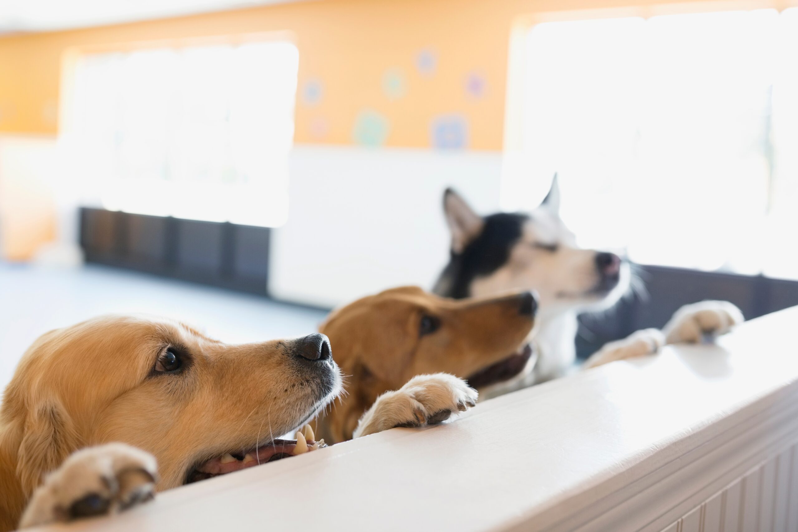 The Hidden Health Benefits of Enrolling in Doggy Daycare