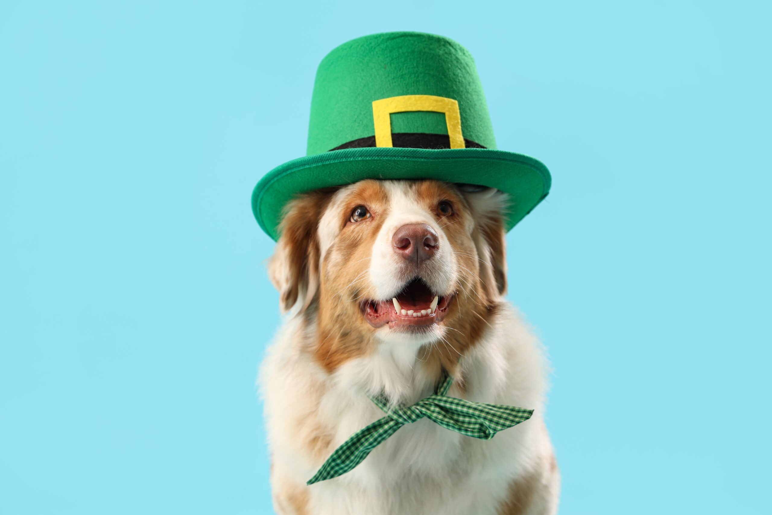 Celebrating St. Paddy's Day with Pets: The Do's and Don'ts