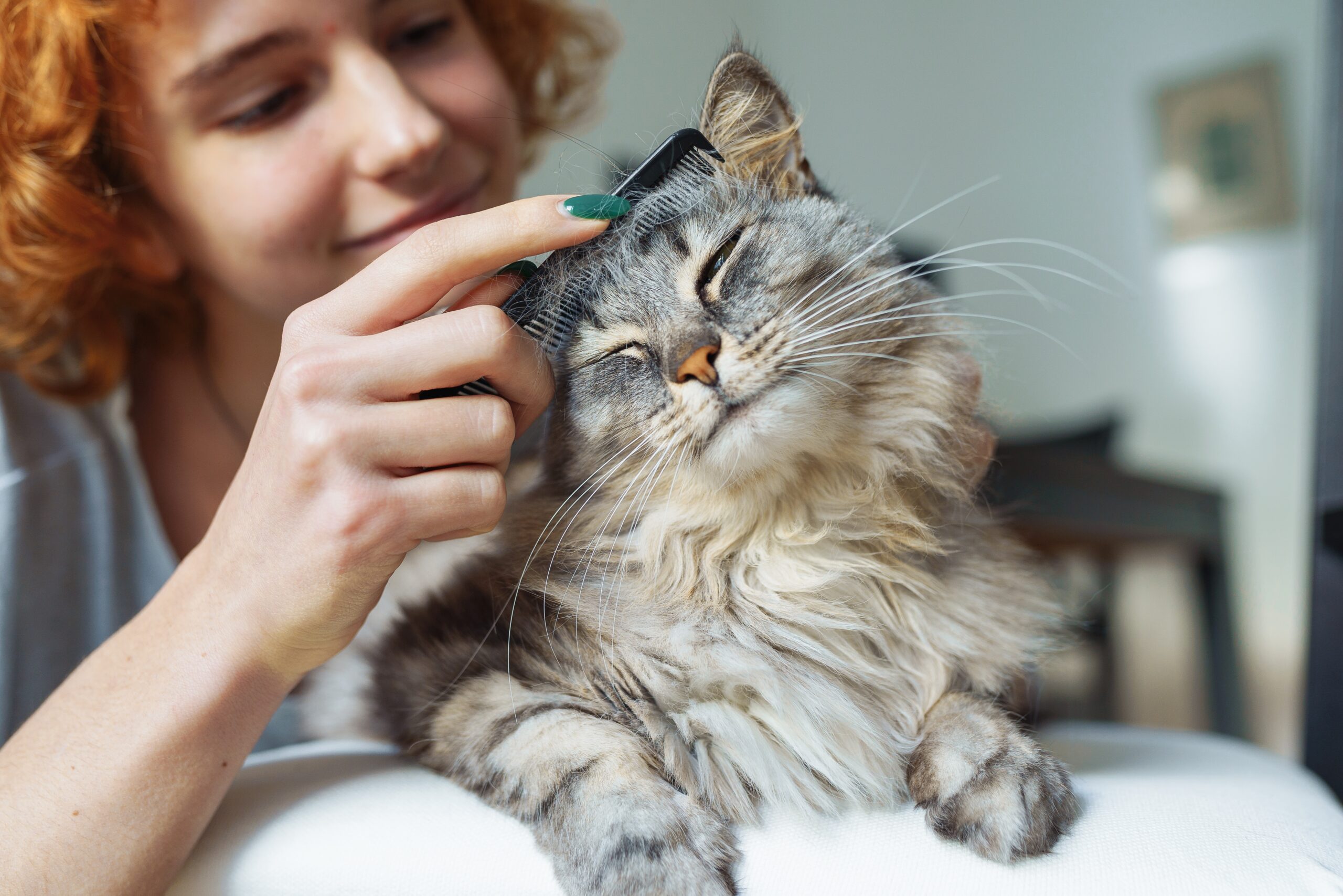 Coat Care 101 for Dogs and Cats