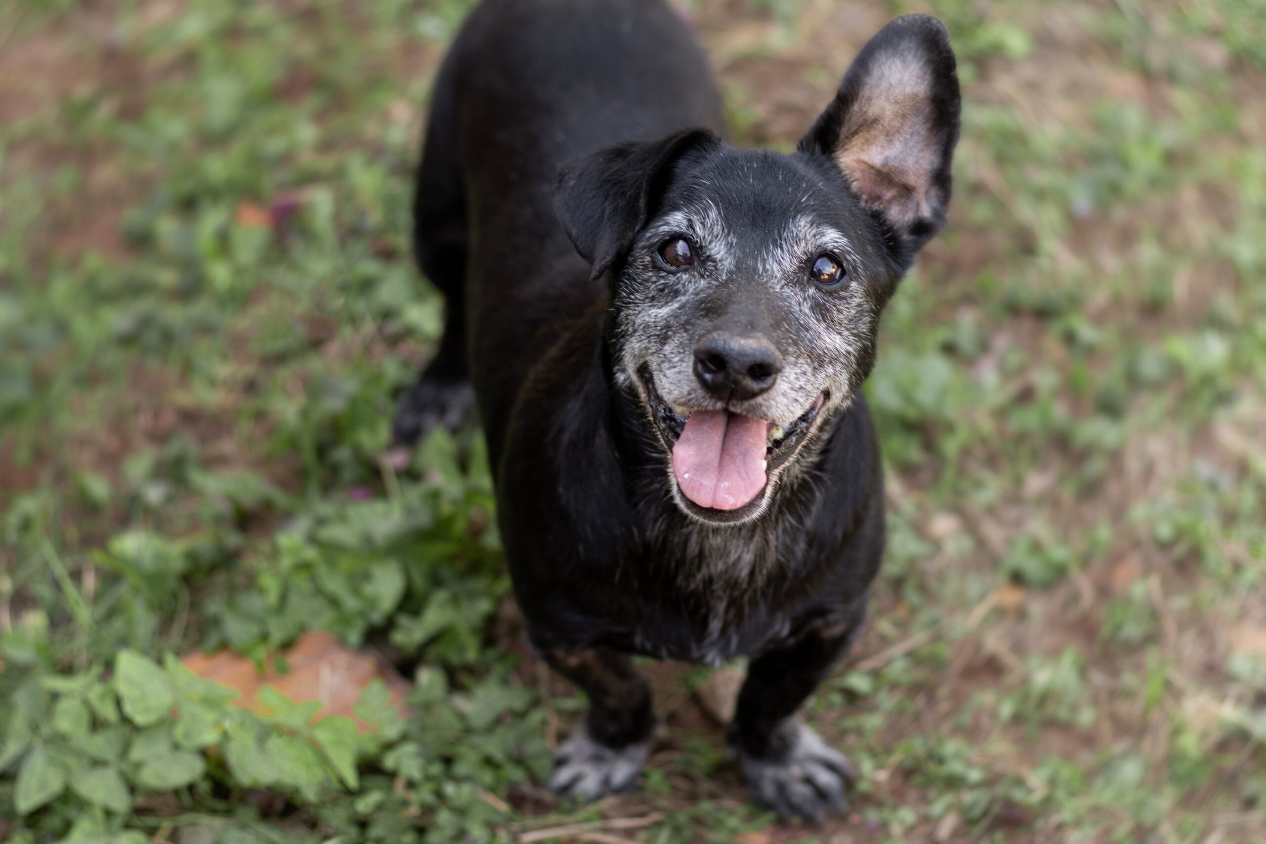 How to Make Your Aging Dog or Cat More Comfortable