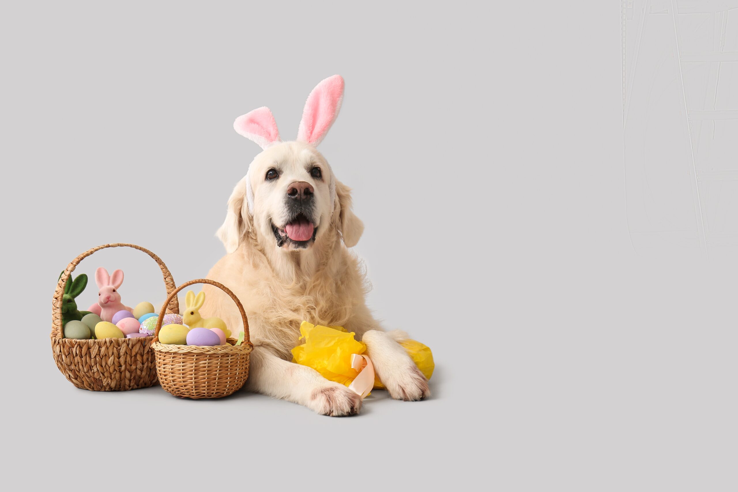 How to Host a Dog-Friendly Easter Egg Hunt