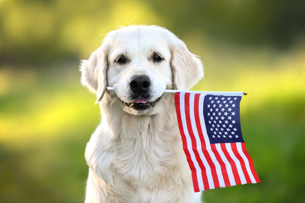 A Stress-Free Independence Day for Your Dog at Charlotte Kennels