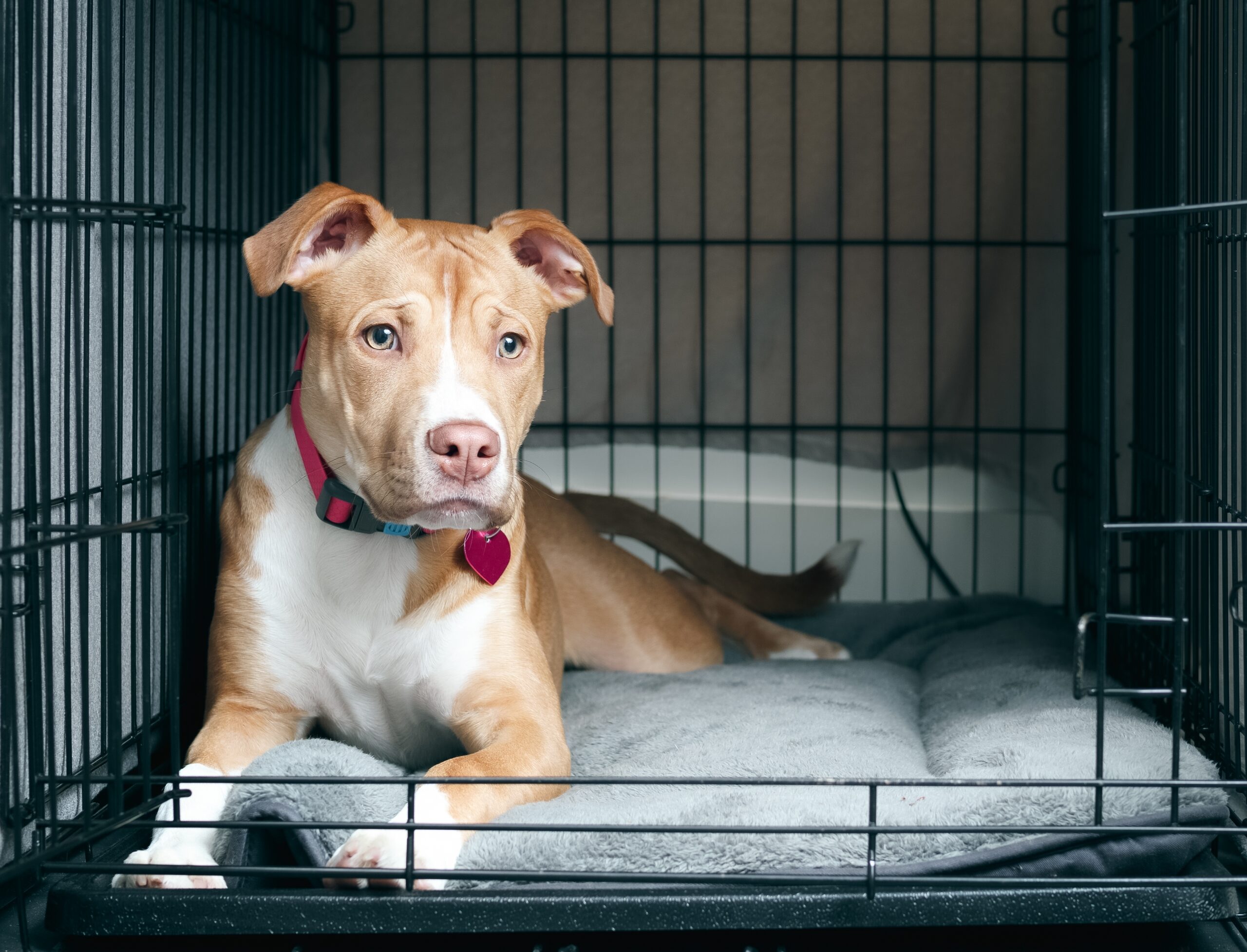 When the Unexpected Happens: Charlotte Kennels and Vet Care