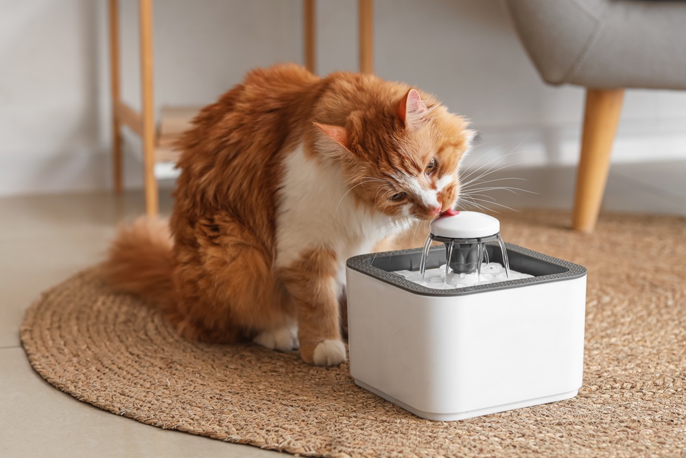 Feline Facts and Indoor Cat Care Guidelines